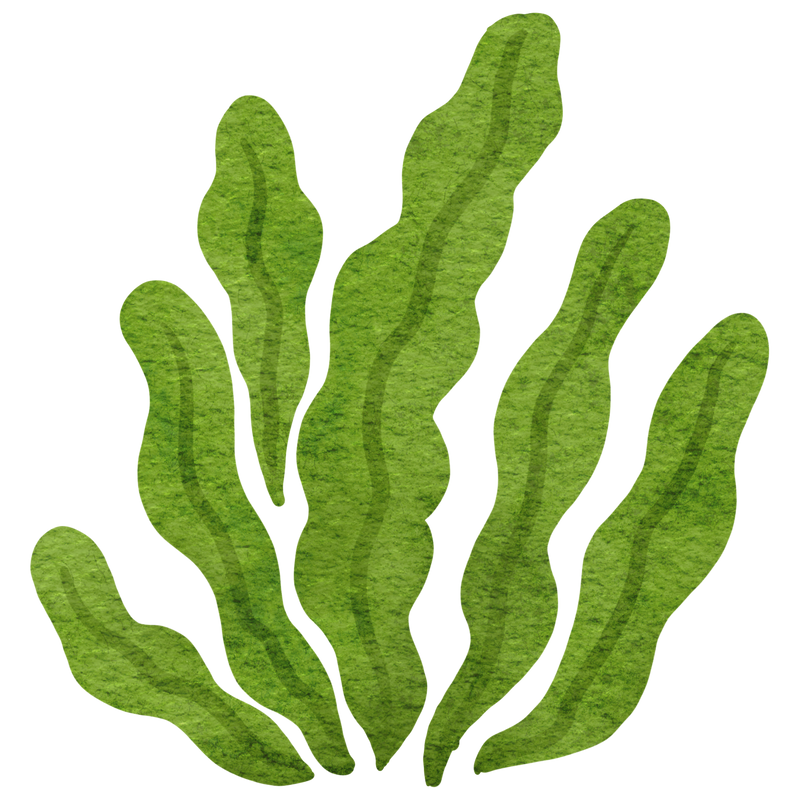 Algae illustration
